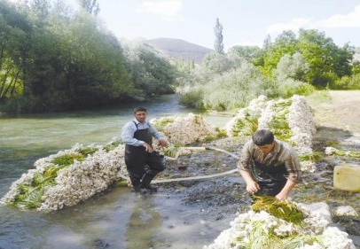 Sarımsak ihtiyacının yüzde 17.76’sını Antep karşılıyor