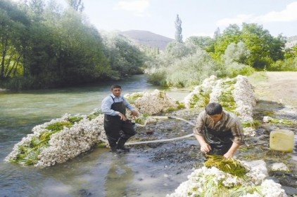Sarımsak ihtiyacının yüzde 17.76&#8217;sını Antep karşılıyor