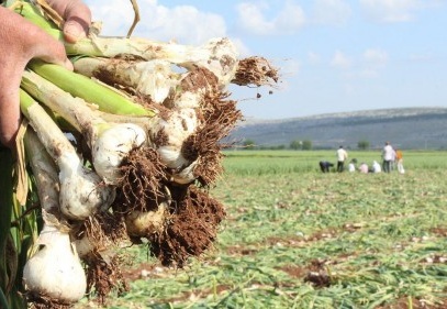 Sarımsak, tarladan 10 TL’ye çıkacak