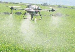 Sarımsak tarlalarına ilk kez dronla ilaçlama yapıldı