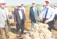 Sarımsak tarlasında Çiftçiler Günü