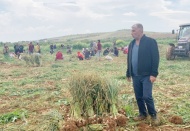 Sarımsak üretiminde merkez konumundayız