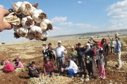 Sarımsak ve firik hasadı yaklaşık 20 bin kişiye iş umudu oldu