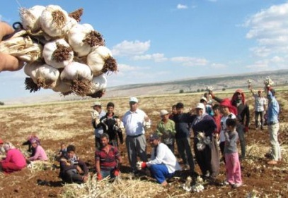 Sarımsak ve firik hasadı yaklaşık 20 bin kişiye iş umudu oldu
