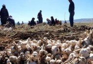 Sarımsakta bereket, işçi konusunda sıkıntı var