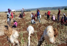Sarımsakta bereket, işçi konusunda sıkıntı var