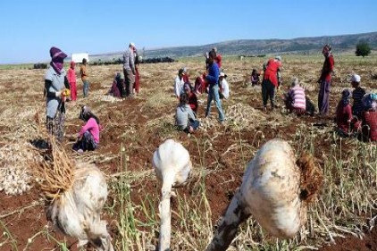 Sarımsakta bereket, işçi konusunda sıkıntı var