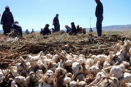 Sarımsakta bereket, işçi konusunda sıkıntı var