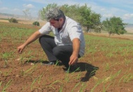 Sarımsakta yaklaşan hasat zamanı çiftçinin umutlarını da yeşertiyor