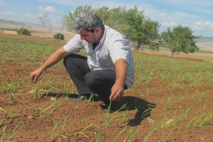 Sarımsakta yaklaşan hasat zamanı çiftçinin umutlarını da yeşertiyor