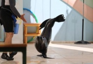 Şarkı söyleyerek tempo tutan fok ziyaretçilere keyifli anlar yaşattı