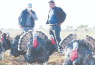 Satılık hindi bulamayınca kendi işini kurdu