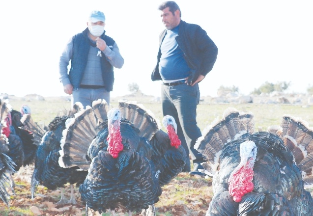 Satılık hindi bulamayınca kendi işini kurdu