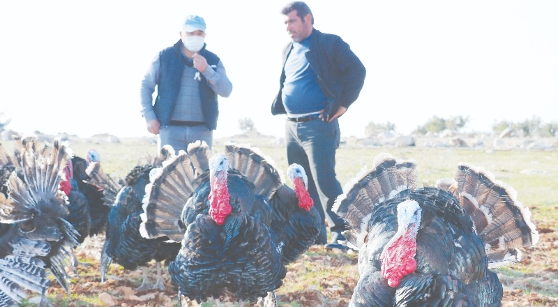 Satılık hindi bulamayınca kendi işini kurdu