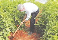 Sebze fidelerinin hasadı başladı