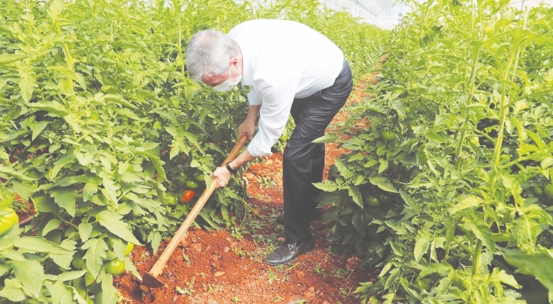 Sebze fidelerinin hasadı başladı