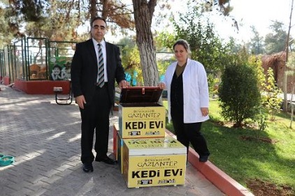 Seçim sandıkları evsiz kedilere yuva oldu