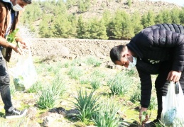 Sedef hastalığına iyi gelen gavur pancarına koşuyorlar