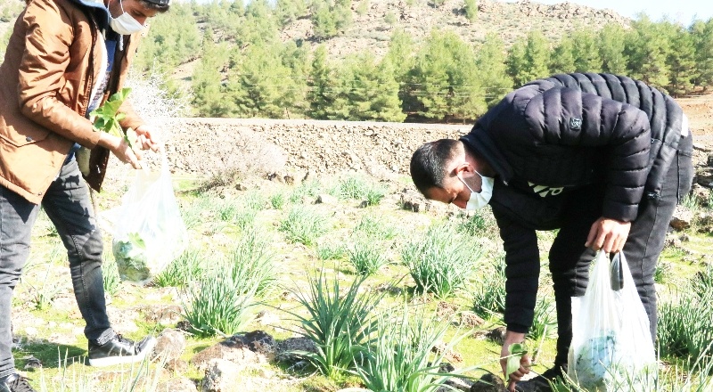 Sedef hastalığına iyi gelen gavur pancarına koşuyorlar