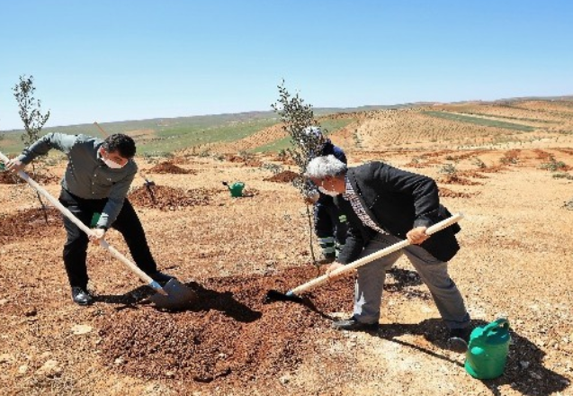 Şehitkamil'de 4 bin 100 fidan dikildi