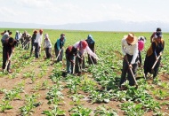 Şeker fabrikalarında asıl yükü çeken mevsimlik işçiler 25 yıldır kadro bekliyor