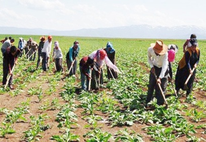 Şeker fabrikalarında asıl yükü çeken mevsimlik işçiler 25 yıldır kadro bekliyor