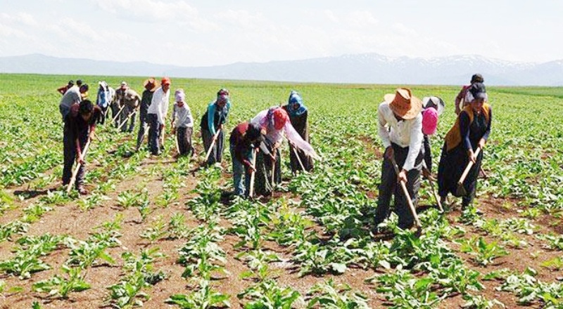 Şeker fabrikalarında asıl yükü çeken mevsimlik işçiler 25 yıldır kadro bekliyor