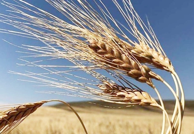 Şeker ve buğdayda da sıkıntı çıkacak