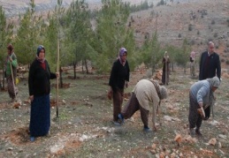 Sekili ağaçlandırılıyor