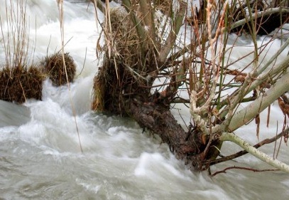 Sel suları ağaçlara zarar verdi 