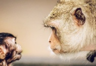 Şempanzeler, insanların konuşma ritmine benzer şekilde sesler çıkarıyor