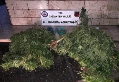 Serada Hint keneviri yetiştiriyorlardı