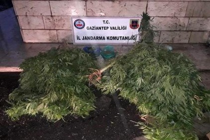 Serada Hint keneviri yetiştiriyorlardı
