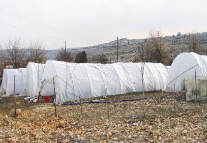 Serada ikinci ürün soğan