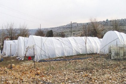 Serada ikinci ürün soğan