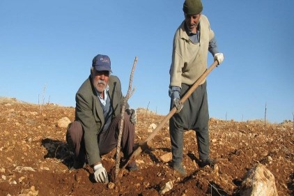 Serada organik Antepfıstığı fidanı yetiştirilecek