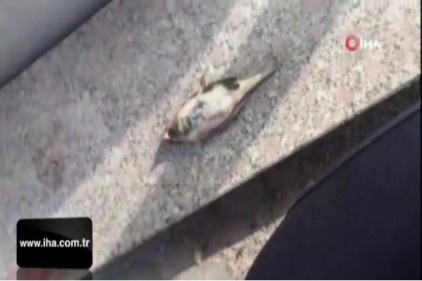 Serçenin hayatını kalp masajı yaparak kurtardı