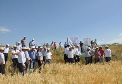 Sertifikalı Lord arpa tohumunun rekoltesi yüksek çıktı