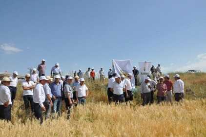 Sertifikalı Lord arpa tohumunun rekoltesi yüksek çıktı