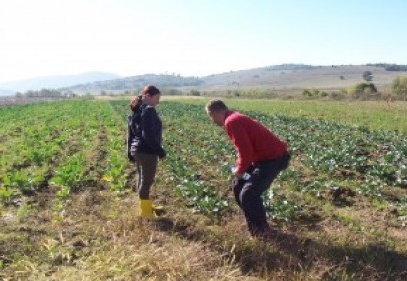 Sertifikası olmayan tarım ürünleri iyi tarım ürünü diye satılamayacak