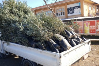 Sertifikasız zeytin fidelerinde dal kanseri hastalığı bulundu