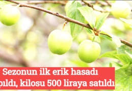 Sezonun ilk erik hasadı yapıldı, kilosu 500 liraya satıldı