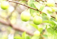 Sezonun ilk erik hasadı yapıldı, kilosu 500 liraya satıldı