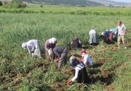 Sıcak en çok beyaz altın üreticisini sevindirdi
