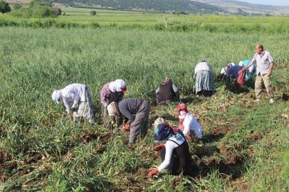 Sıcak en çok beyaz altın üreticisini sevindirdi