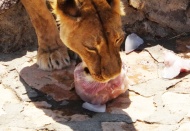 “Sıcak havalarda buzlu kokteyl çok hoşlarına gidiyor”