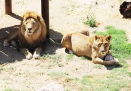 “Sıcak havalarda buzlu kokteyl çok hoşlarına gidiyor”