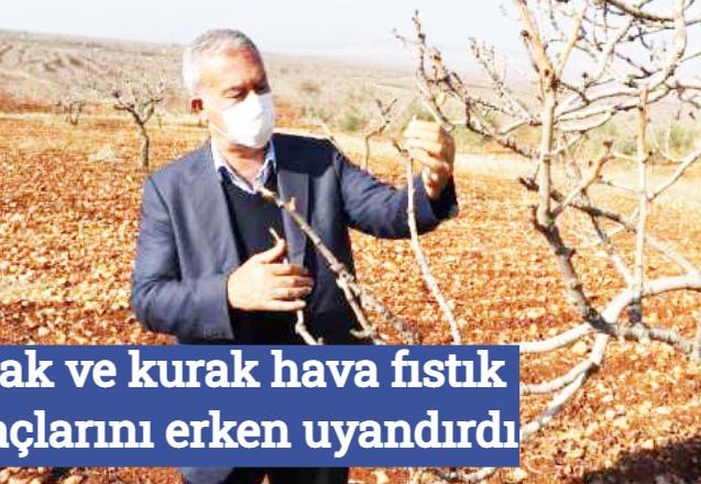 Sıcak ve kurak hava fıstık ağaçlarını erken uyandırdı