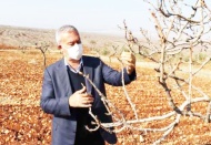 Sıcak ve kurak hava fıstık ağaçlarını erken uyandırdı