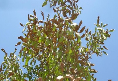 Sıcaklar ceviz ağaçlarını kuruttu 